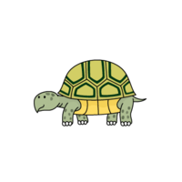 Tortoise (turtle, turtle)