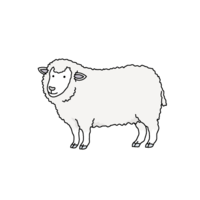 绵羊(羊、绵羊)