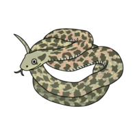 Yamakagashi (poisonous snake)