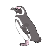 マゼランペンギン