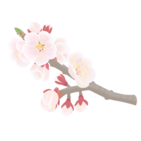 Apricot flower