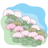 Sakura on the slope of the mountain