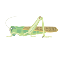 Migratory locust (grasshopper)