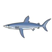 芦苇鲨