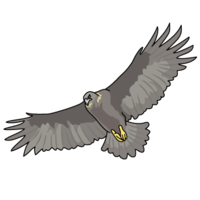 Golden eagle (Golden eagle)