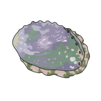 Abalone (shell side)