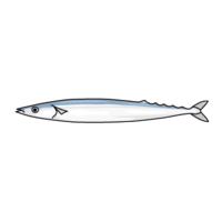 Pacific saury (autumn sword fish)