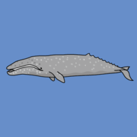 Gray whale