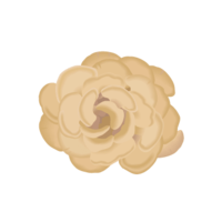 Maitake mushroom