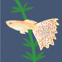 サンバースト-プラティ