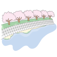 河川敷の桜