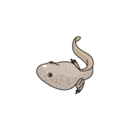 Tadpole