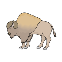 Buffalo