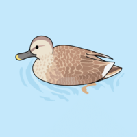 Spot-billed duck