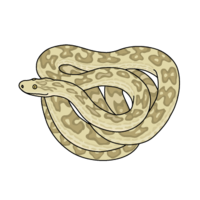 Hub (poisonous snake)