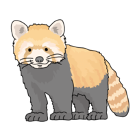 レッサーパンダ