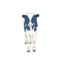 Ox-2 (Holstein)