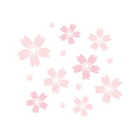 Cherry blossoms and buds