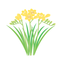 Freesia (March)