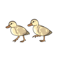 カルガモのヒナ