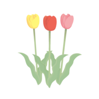 Tulip (March)