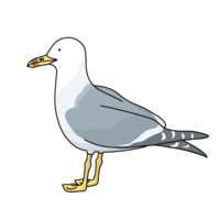 Seagull (seagull, seagull)