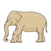 Indian elephant