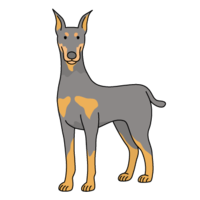 Doberman