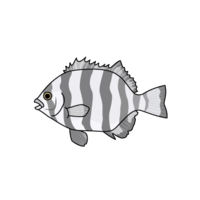 Striped beakfish (Ishidai)