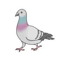 鸽子(鸽子)