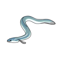 Eel