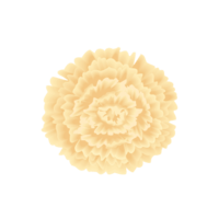 Carnation yellow