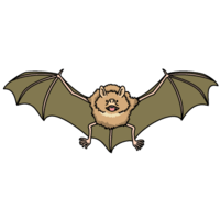 Bat