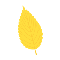 Keyaki leaf