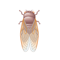 蝉(蝉、蝉)