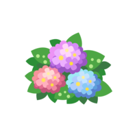 6月の初夏に咲く紫陽花(アジサイ/あじさい)素材