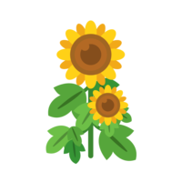 Sunflower (sunflower / sunflower) material