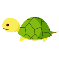 Turtle material