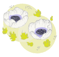 手绘风格的茴香花