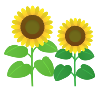Two-wheeled sunflower (sunflower)