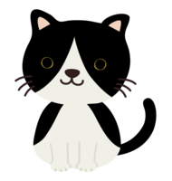 Cute black and white cat
