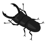 Stag beetle