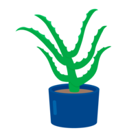 Aloe