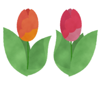 Watercolor style tulip