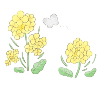 手書き風の菜の花と蝶々