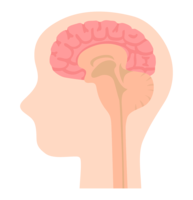 Head and brain