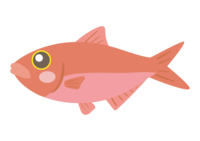 Cute red sea bream