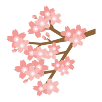 Branch and cherry blossom