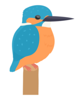 Kingfisher