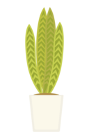 Sansevieria